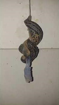 Leopard Slugs mating. #Slugs #nature #mating #creatures