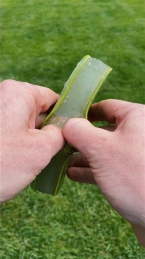 asmr satisfying aloe vera | #asmr #asmrsounds