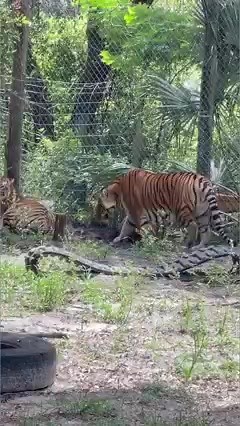 12K views · 140 reactions | Beautiful Tigers #tiger #bigcats #animalrescue #PlayTime | The CARE Foundation | Facebook