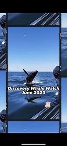 1.7K views · 229 reactions | Entering summer season with a  June gave us some incredible whale watching moments, so enjoy this highlight reel! Thanks to our crew for capturing June! . . #whales #montereybay #orcasofinstagram #whalewatching #junerecap | Discovery Whale Watch | Facebook
