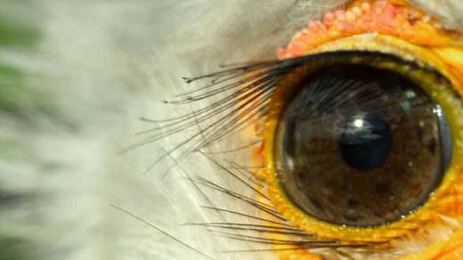 This bird has an unusual way to catch and kill prey - meet the secretary bird. | National Geographic UK