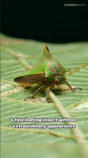 Umbonia Spinosa - The Fascinating Thorn Bug