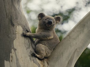 Friends save koalas in NRMA's 'Every home is worth protecting' continuation