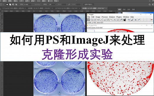 如何用PS和ImageJ来处理克隆形成实验