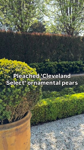 PLEACHED PEARS - meaning a row of trees with their lower branches removed & there canopy fashioned into a box shape. I just love the look of a good row of pleached trees and my favourite trees to use are pears, crabapples & hornbeam. #andrewstark #andrewstarkgardens #andrewstarkgardendesign #gardendesign #gardendesignmelbourne #hedges #topiary #pruning #gardenreno #gardenrenovation #gardenlovers #pleachedtrees | Andrew Stark. Garden Design