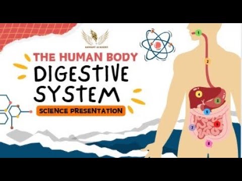 Digestive System Science Presentation
