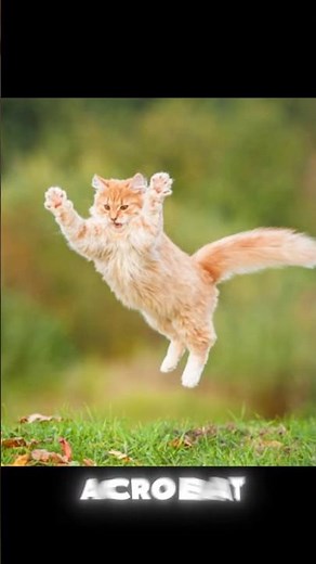 How Do Cats Always Land on Their Feet? | The Science of the Righting Reflex Explained!