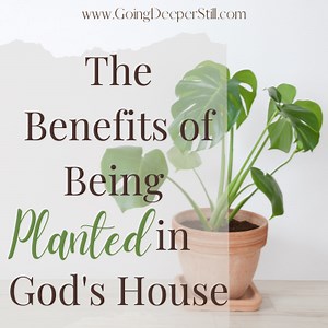 Psalm 92:12-15 | The Benefits of Being Planted in God’s House -