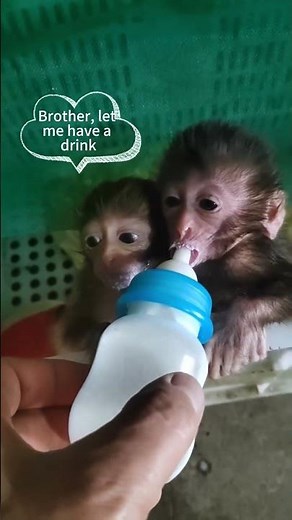 Two Baby Monkeys Fighting Over a Milk Bottle — So Adorable! 🐒🥛💕#love #monkey #baby #animals