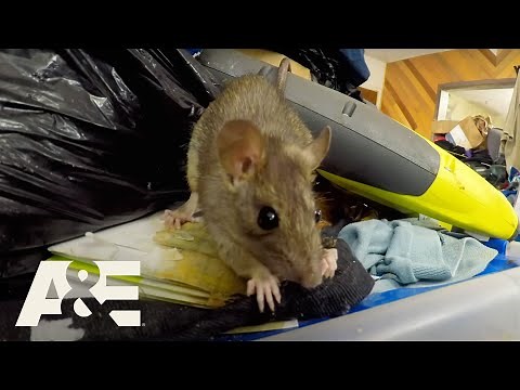Hoarders: Rodents Infestations - Rats Run Rampant COMPILATION | A&E