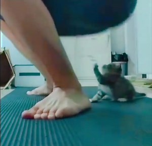 Kitten brutally crushed by a big rock | Funny Now