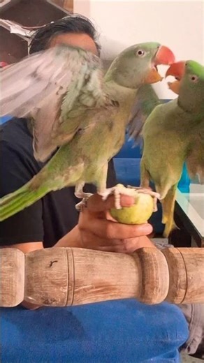 Parrot fight slow motion, Toyo and tiya fighting. #parrotpairfighting