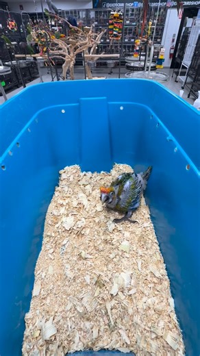 254 reactions · 40 comments | High Yellow Camelot mutation - 2 Available | Exotic Bird Shop | Facebook