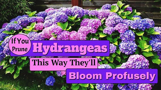 Easy hydrangea pruning that encourages lush flowers