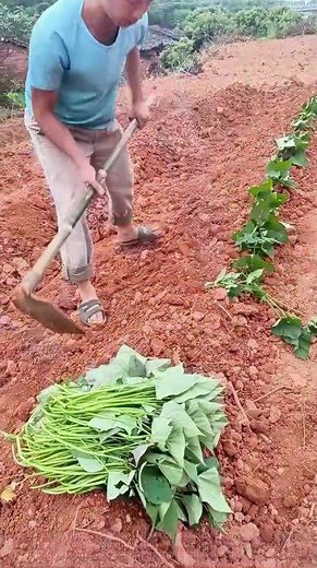 How to Grow Sweet Potatoes? Watch This Farmer's Practical Tips!