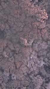 Download Aerial view of Winter Forest for free