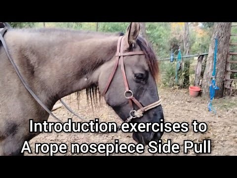 Going Bitless - Introduction exercises to a rope nosepiece sidepull