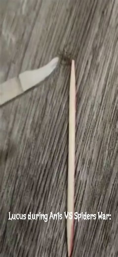 Ants VS Spiders #spider #unsettling