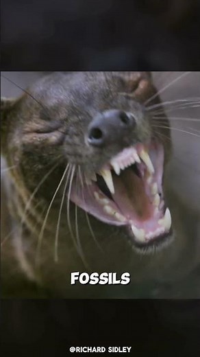 Fossa the king of madagascar