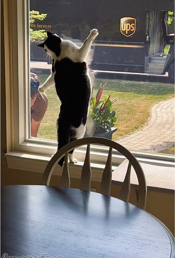 Cat's Hilarious Encounter with the Mailman