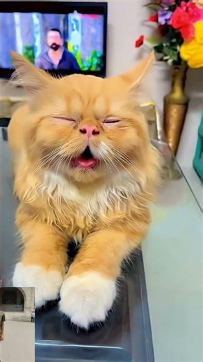 pets crying #pets #crying