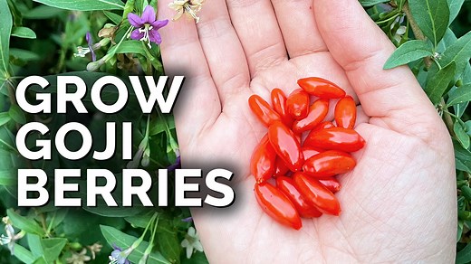 Full grow guide: https://www.epicgardening.com/goji-berry-plant/ Goji berries are an under-loved and under-planted fruit, but are exceptionally easy to care for and are hyper-nutritious. You can even eat the leaves (raw or cooked). Chris up in Vancouver, BC shows you exactly how to care for this incredible plant. 00:00 - Intro 01:27 - About Goji 02:06 - Cultivars & Habit 02:47 - Leaves & Flowers 03:20 - Pollination 03:44 - Fruit 05:06 - Growing Conditions 06:23 - Goji Care 07:12 - Fertilization