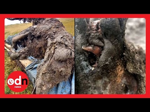 Immaculately Preserved Ice Age Cave Bear Discovered in Russian Arctic