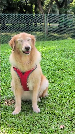Puppy Can't Catch Ball 🥎 #dog #dogs #dogshorts #shorts #goldenretriever #puppylove #cutedog