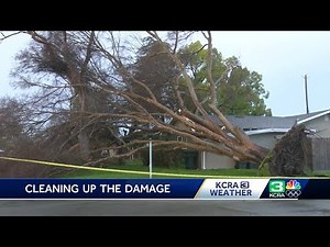 Sacramento tree removal companies busy after strong Sunday storm