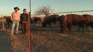 Bison killed, decapitated in Cooke County, officials say