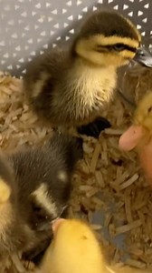 Origami Owl on Instagram: "Ok little ducklings! 閭 Our founders are dropping some rubber duckies (not real duckies @o2shawn, @chrissyweems & @o2tyson!) into some packages and some of them will even be signed! 朗 If you get one, make sure to share a funny photo of your lucky duck and share it on social media for a chance to win some HAPPY MAIL! The ones that quack us up the most will win! Just tag us in the photo.  Now, isn’t that happy? Have a great weekend!"