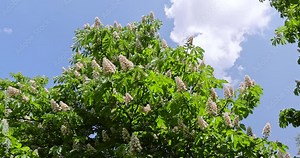 a flowering chestnut tree in the spring season, a spring park with chestnuts with flowers and with the first green foliage in sunny weather