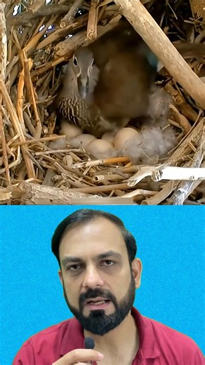 Falcon tried to take over a duck's nest #shorts
