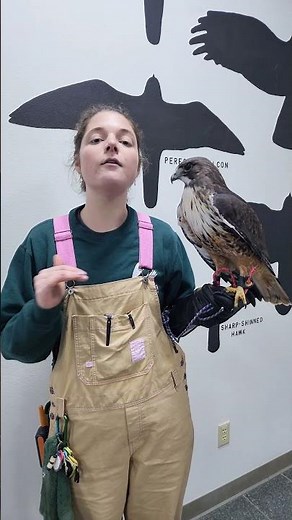 Have you ever wondered how fast a Red-tailed Hawk can fly? #RedTailedHawk #RaptorFacts #DidYouKnow