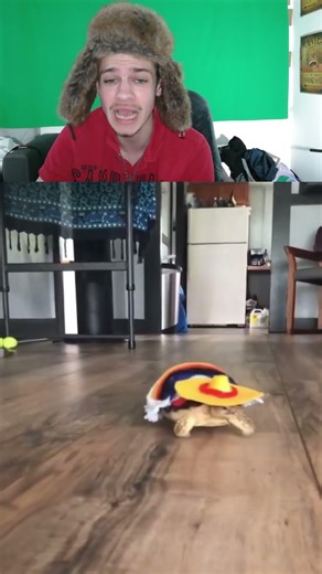 Turtle sucht das Onepiece