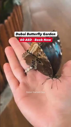 Dubai Butterfly Garden 🇦🇪✨