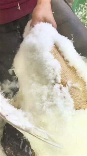 Goose Feather Processing: More Than Just Dinner! 🍗
