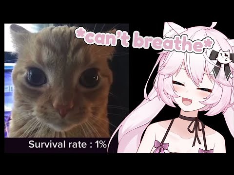 Nyan loses her mind laughing at zoomer humor TikToks | Nyanners