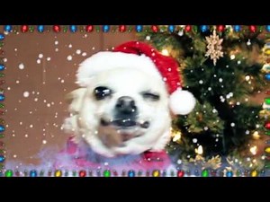Singing Chihuahua - Christmas Song 3: Silent Night