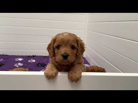 ADORABLE Cavoodle Puppies being very very cute 🤗💕🐶🐶🐶🐶💕 #teddybearcavoodles #cutepuppyvideos #puppy