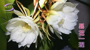 昙花开花谢全过程 昙花一现是什么意思 昙花的功效和食用方法 盆栽花卉