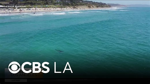 How climate change is affecting sharks with the CSULB Shark Lab