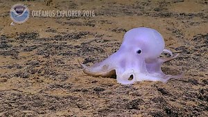 Wow! Check out this video of a new species of octopus discovered in the deep waters of the Hawaiian Archipelago. What should they call it? Here's the story: http://bit.ly/1Ydgi5j #HINews #HawaiiNews | Hawaii News Now