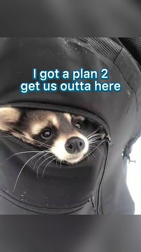 Raccoon Soft TikTok Fast Car Memes