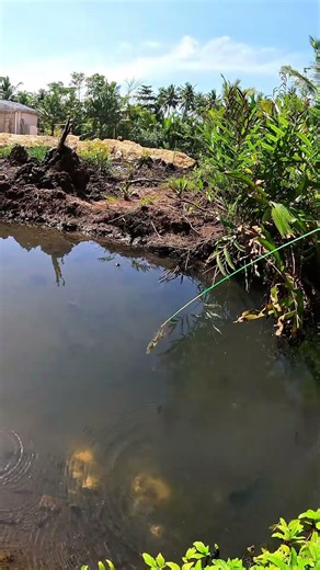 catching shrimp in nature #fishing #traditional #usa #usareels