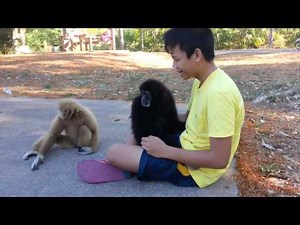 Thailand Gibbon