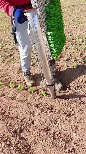 Amazing Farming Technology 🌱 | Smart Machine for Fast Seedling Planting