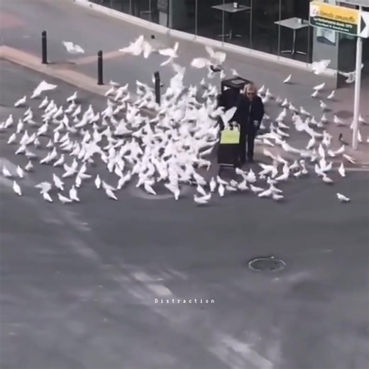 83K views · 5.1K reactions | When you have a pure soul.懶 | Ｄｉｓｔｒａｃｔｉｏｎ | Facebook