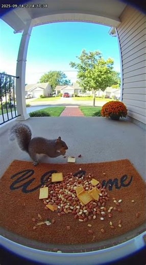 Close-up Bird Encounter
