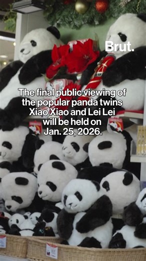 Japan will no longer have any giant pandas for the first time in 50 years. Twin pandas Xiao Xiao and Lei Lei will leave Tokyo’s Ueno Zoological Gardens and return to China. The exchange is part of the longstanding panda diplomacy relationship between China and Japan. China practices panda diplomacy by loaning or gifting giant pandas to other countries as a sign of friendship and goodwill. The final public viewing of the popular panda twins Xiao Xiao and Lei Lei will be held on Jan. 25, 2026. #ch